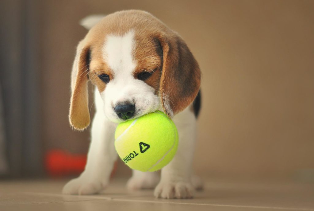 Beagle puppy with tennis ball in his mouth