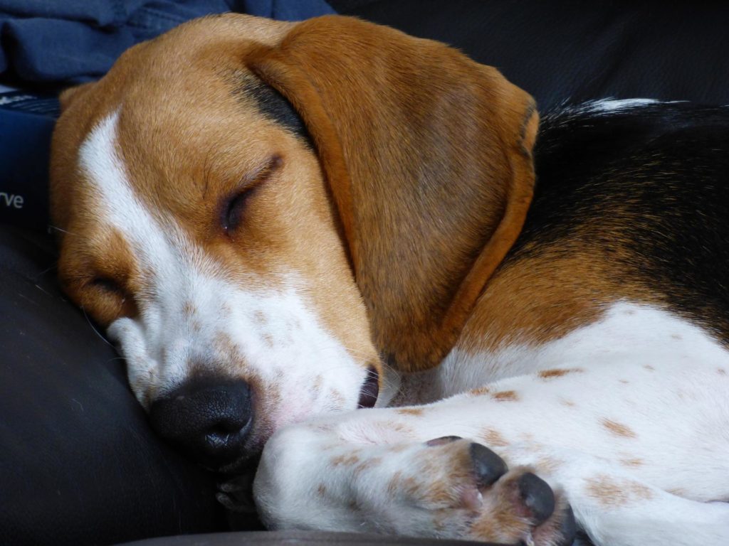 Close up of Beagle sleeping