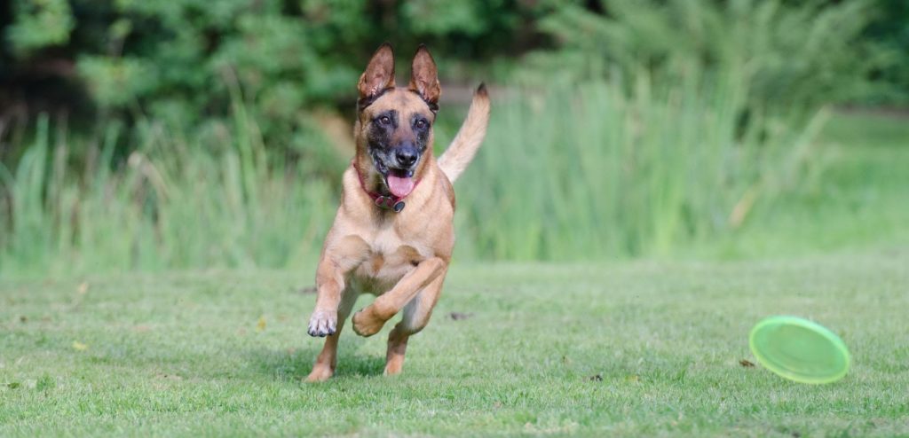 Belgian Malinois chasing a frisbee