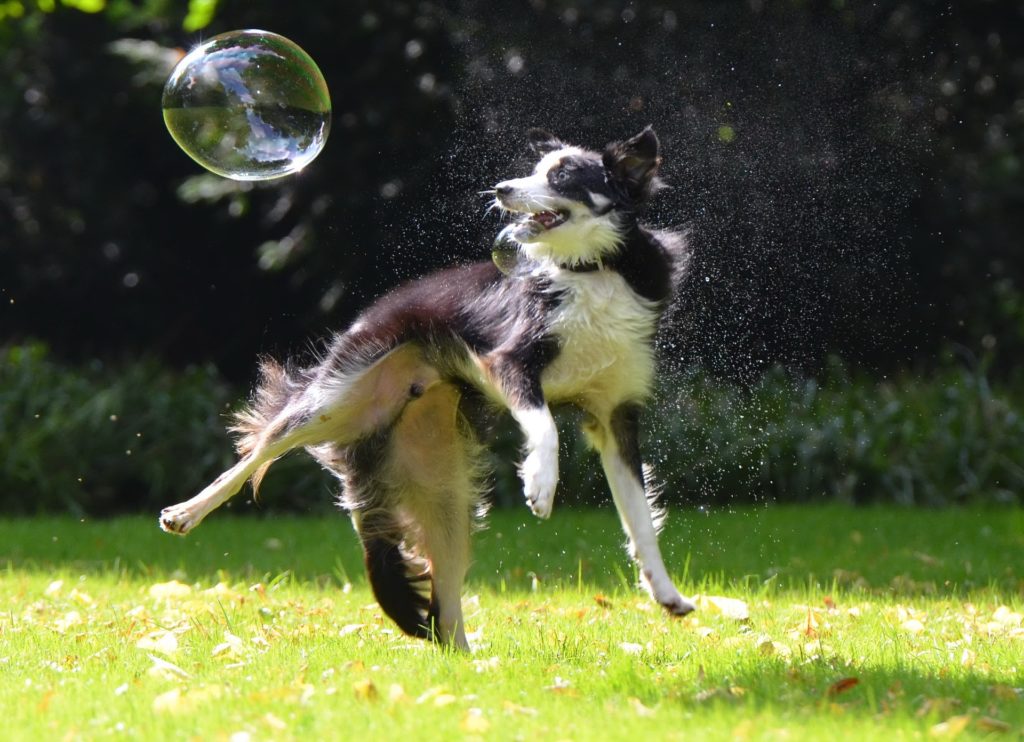 The Border Collie is one of the shepherds and sheepdogs from England.