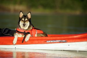 Husky in a kayak is wearing a life vest.