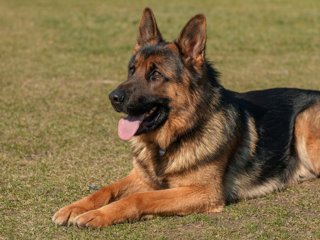 The German Shepherd is popular as a guide dog for the blind.