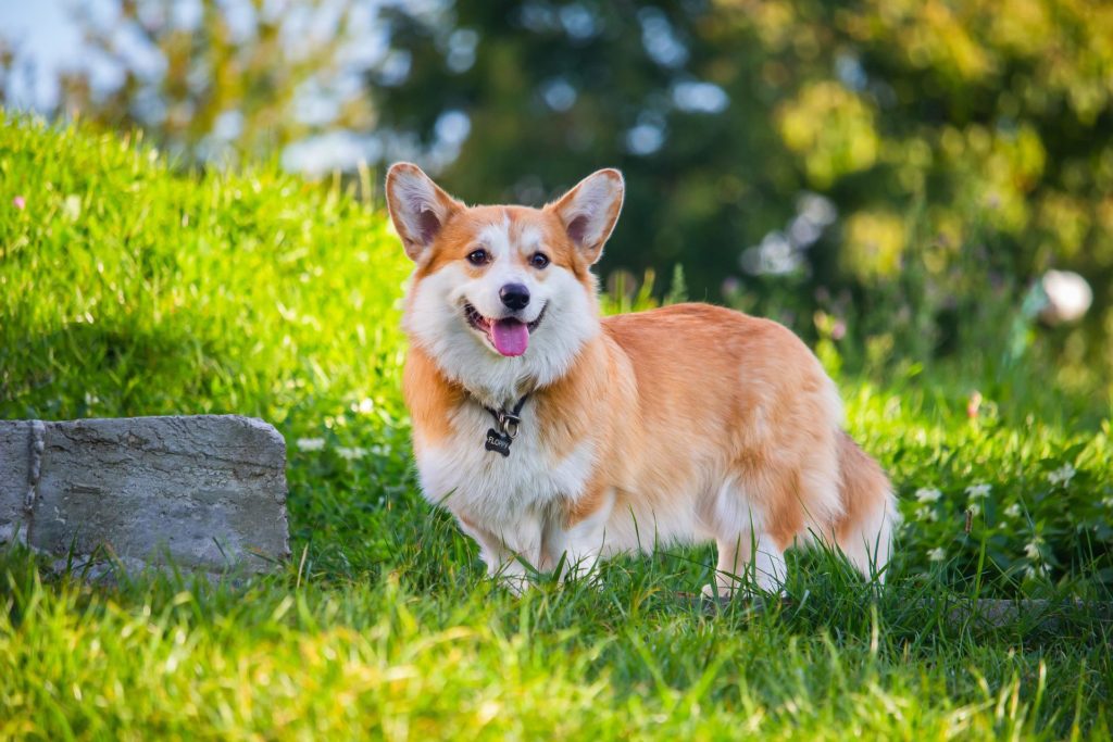 The Pembroke Welsh Corgi is among the smallest of the herding dogs