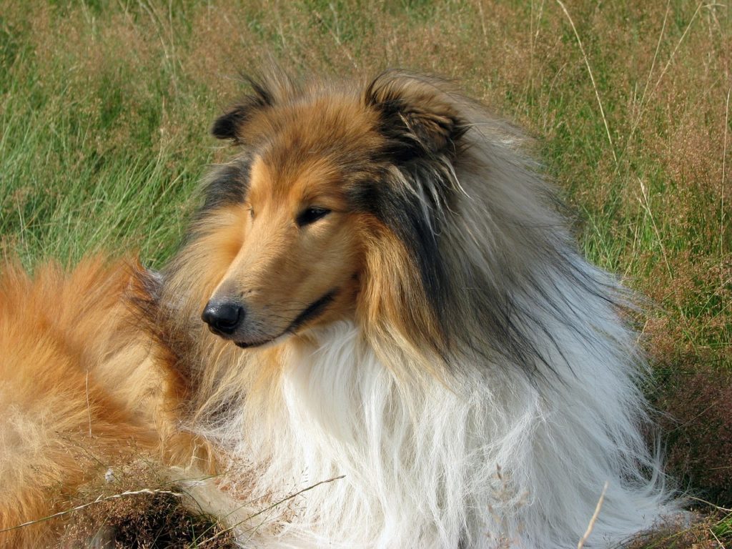 This Rough Collie has long fur unlike its Smooth cousin.
