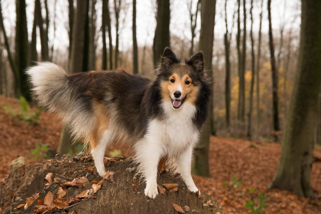 The Shetland Sheepdog is the smallest of the shepherds and sheepdogs.