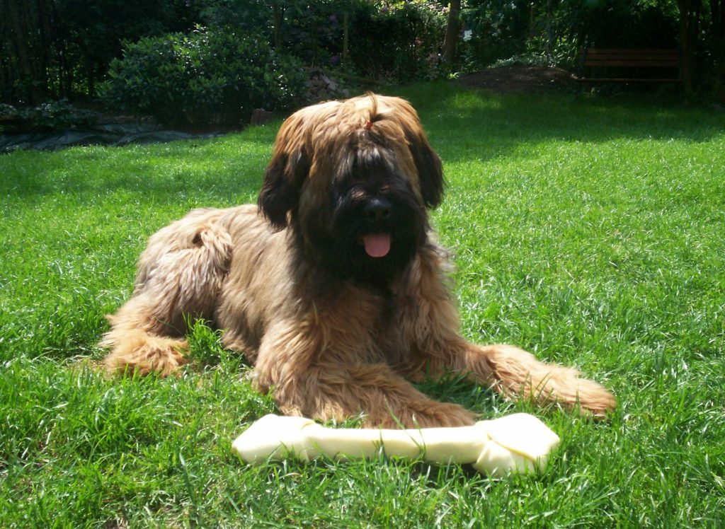One of the French dog breeds that pulls double duty as both a herding dog and a guardian dog is the Briard.