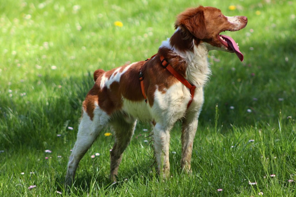 The Brittany's short coat requires minimal grooming.