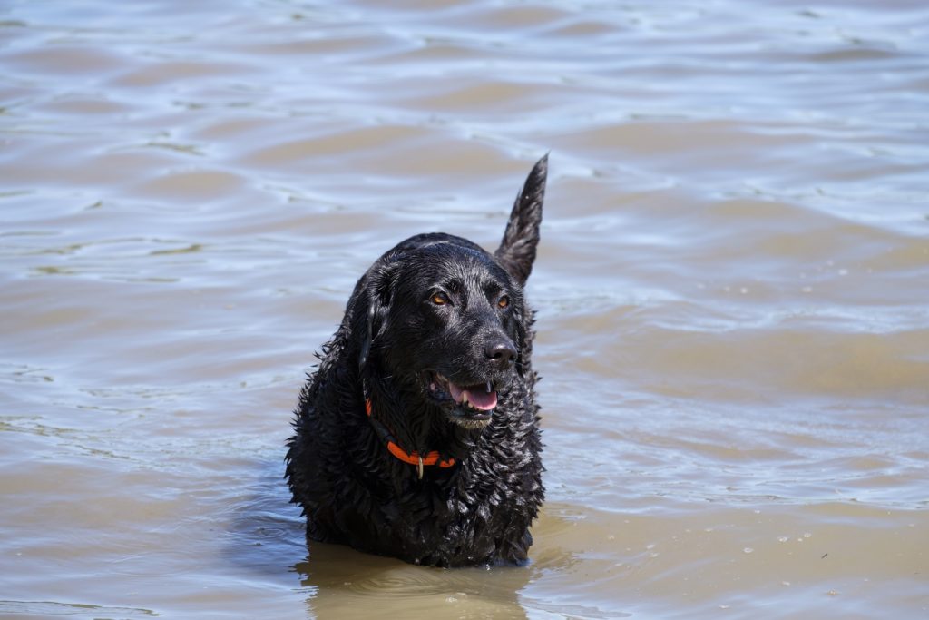 Black Labrador Retriever wearing a red collar wading chest high in a lake.