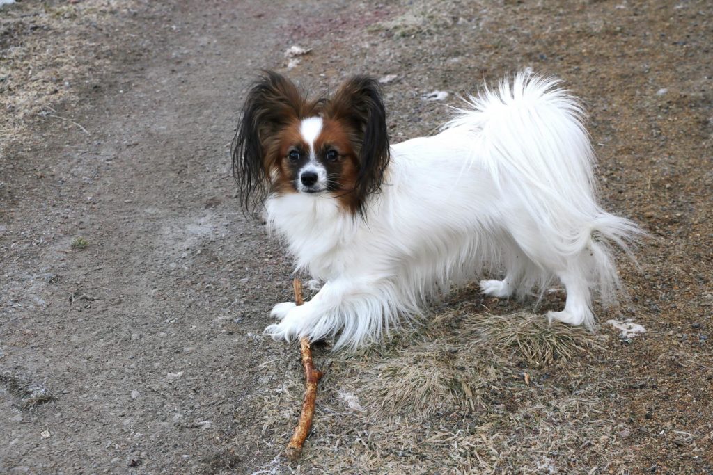 The Papillon is thought to resemble a butterfly due to their wing shaped ears. Papillon means butterfly in French.