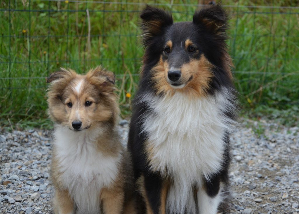 These Shetland Sheepdogs are looking alert with their soulful expression and three-quarter upright ears.