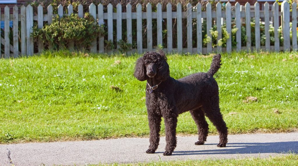 Poodles were originally bred as water dogs but have since lost their working status and are used for show dogs and companion animals now