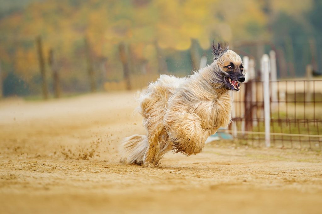 Afghan Hound running around a dirt track