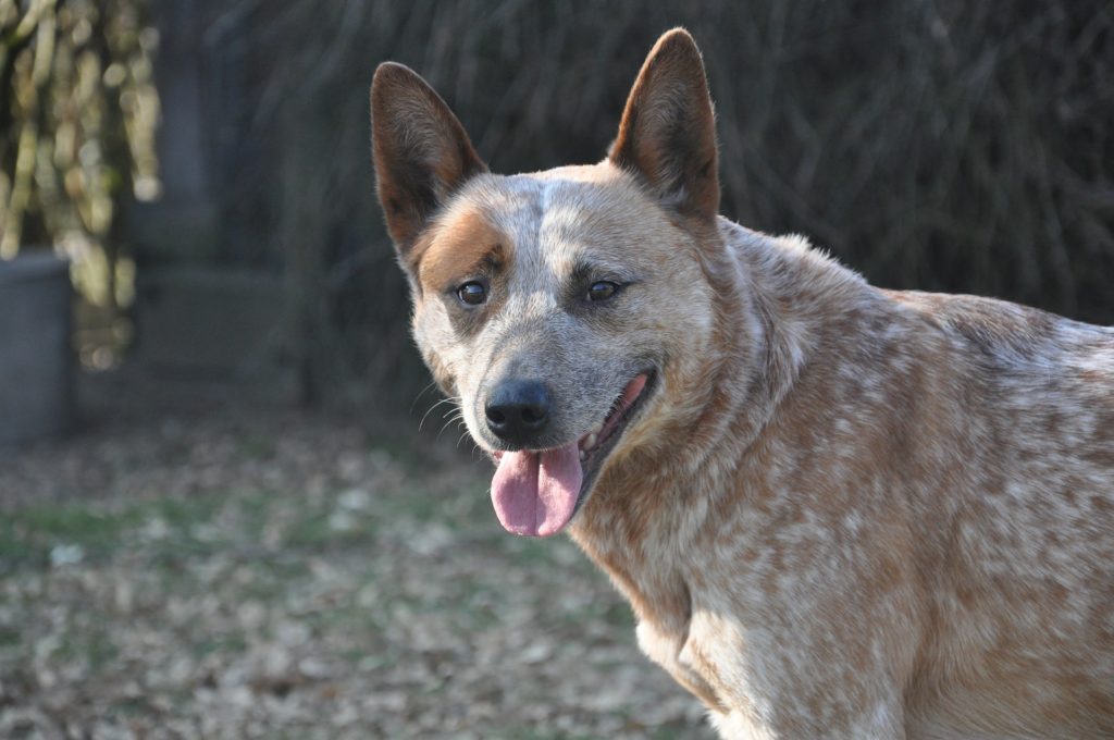 One of the best all around hot weather dogs is the Australian Cattle Dog