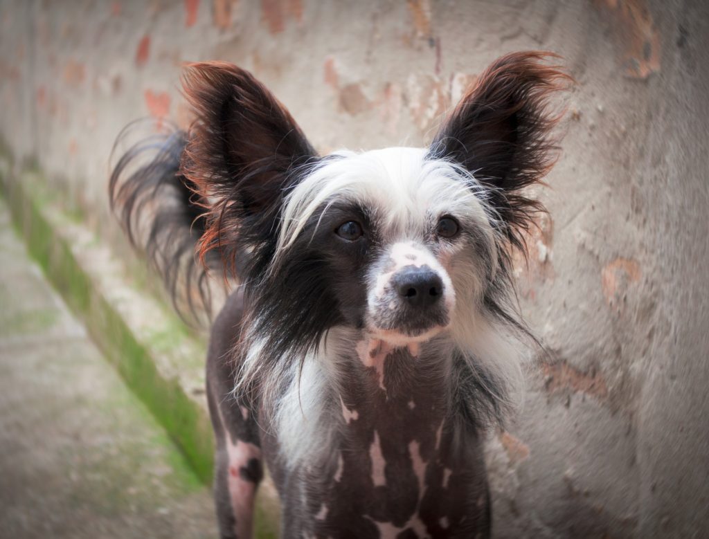 Chinese Crested Dog with no hair on body showing off pink and gray skin.