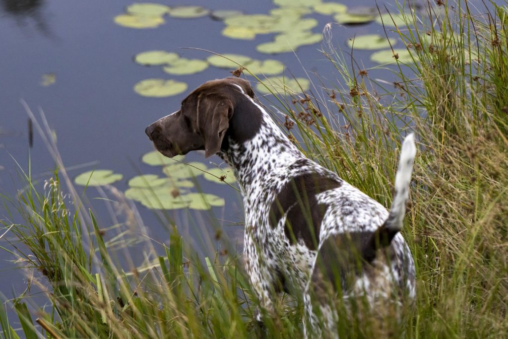 German Shorthaired Pointer patrolling the shore of a pond with lily pads floating