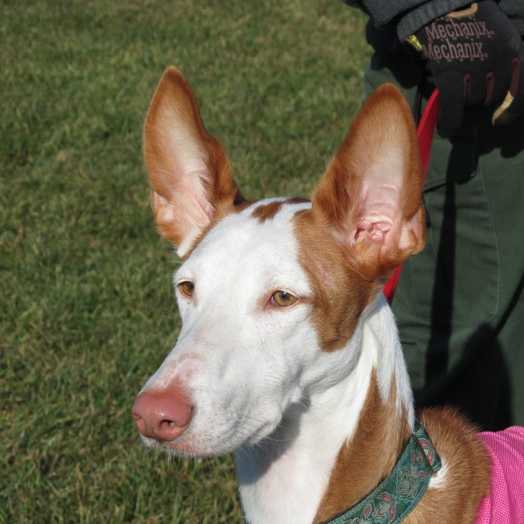 Ibizan Hound with red and white markings