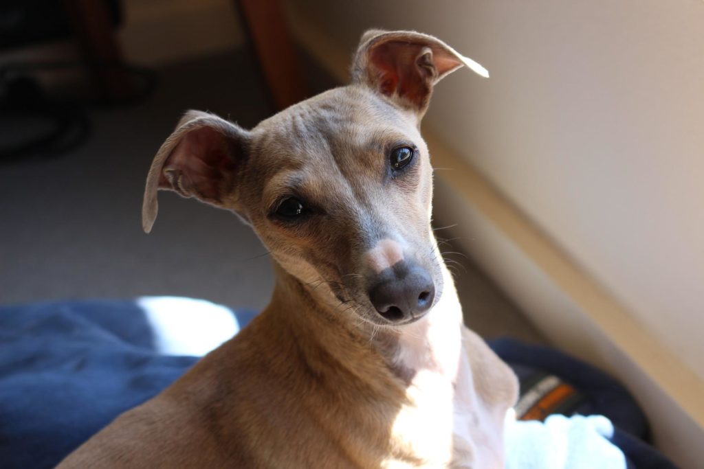 Italian Greyhound with perked ears