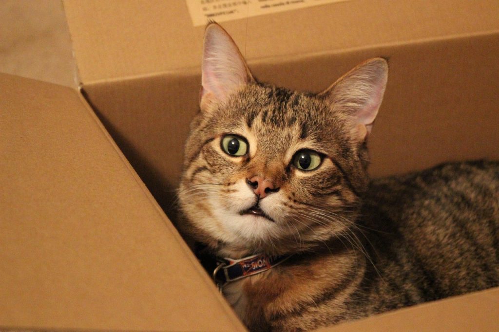 Cats and cardboard boxes seem to go together like this gray tabby cat in a box