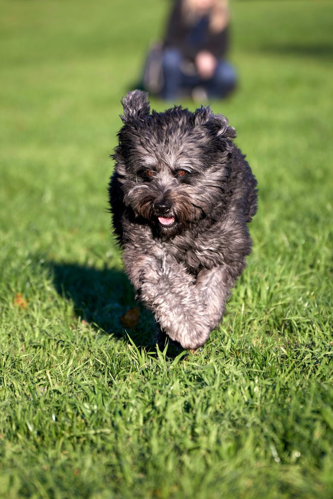 The 70s and 80s president's dogs include a Bouvier des Flandres named Lucky, like the one seen here.