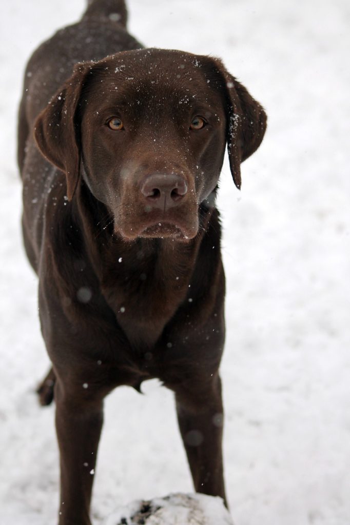 A Chocolate Labrador