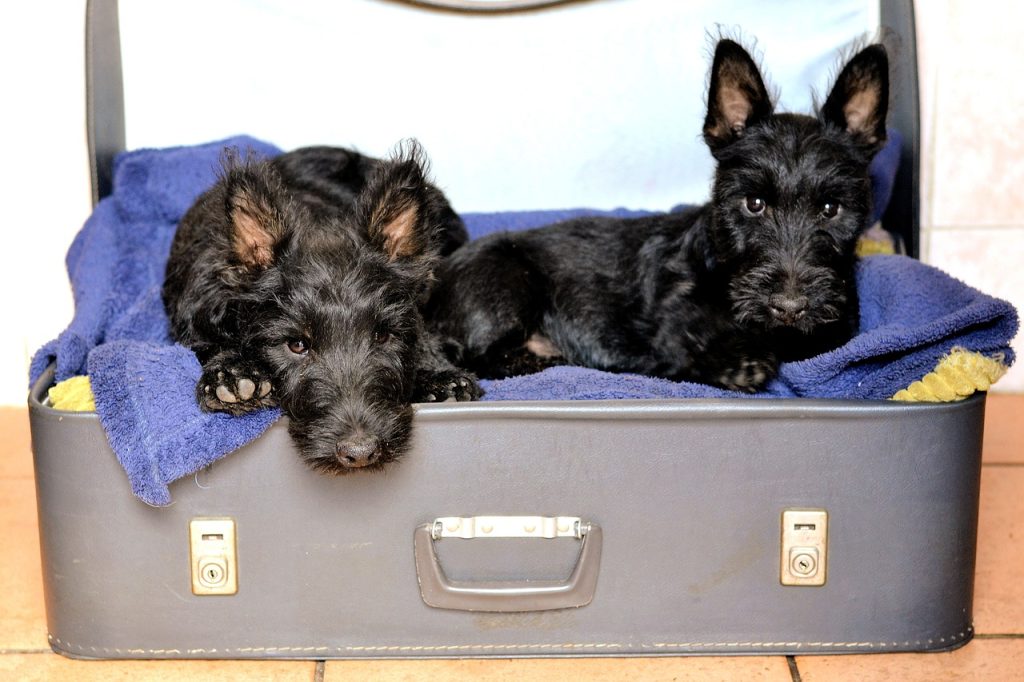 Two black Scottish Terriers in a suitcase