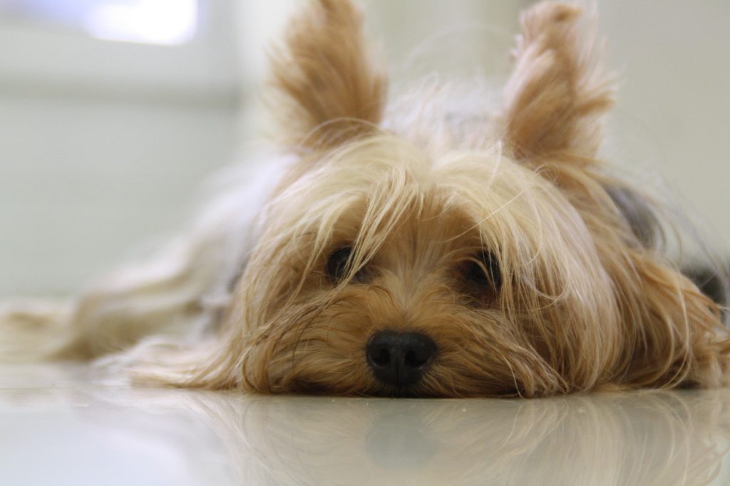 A Yorkshire Terrier like Pasha