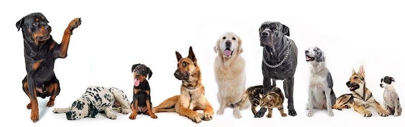 Dog Breeds Dog Breeds