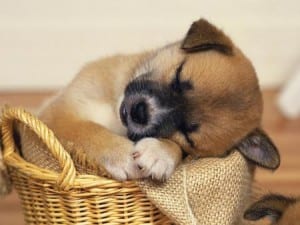 Sleeping puppy in a basket with a blanket is dreaming of the most popular 2014 puppy names