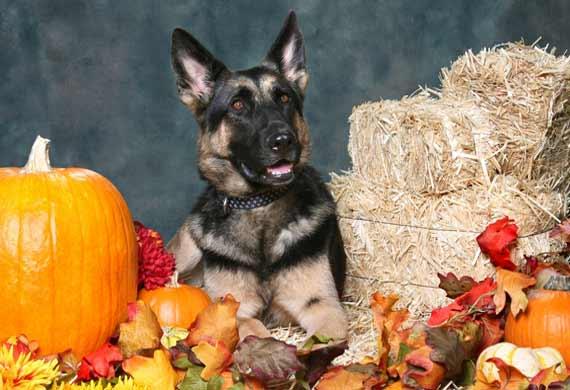 Thanksgiving foods for dogs include pumpkins like the ones seen here with the shepherd dog
