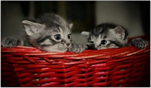 These gray tabby kittens in a red basket show no signs of illness in cats