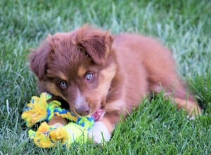 Keep puppy from chewing