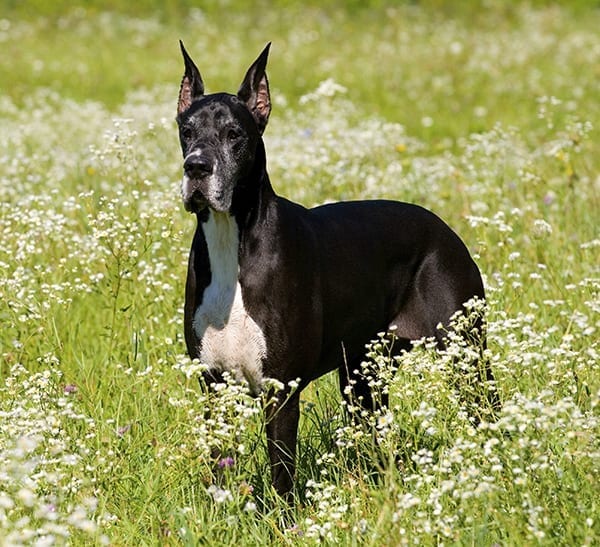 As one of the world's largest dog breeds, this black and white Great Dane, standing in a field of white flowers, needs an extra large PlexiDor Dog Door