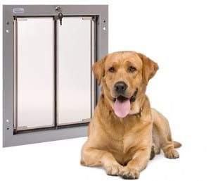 Large Size PlexiDor Dog Door and a Yellow Labrador