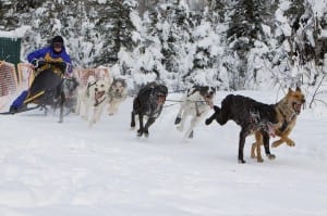 Dogs pulling sled