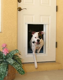 Dog exiting the Plexidor electronic pet door.