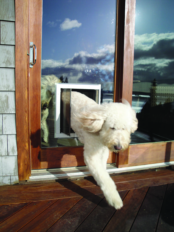 Plexidor Dog Door through glass