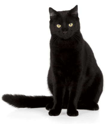 Black cat