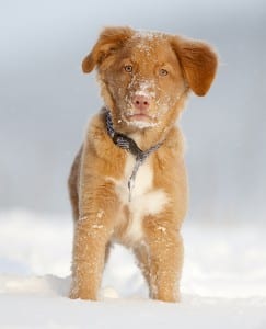 Nova Scotia Duck Tolling Retrievers need large PlexiDor dog doors