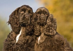 American Cocker Spaniel