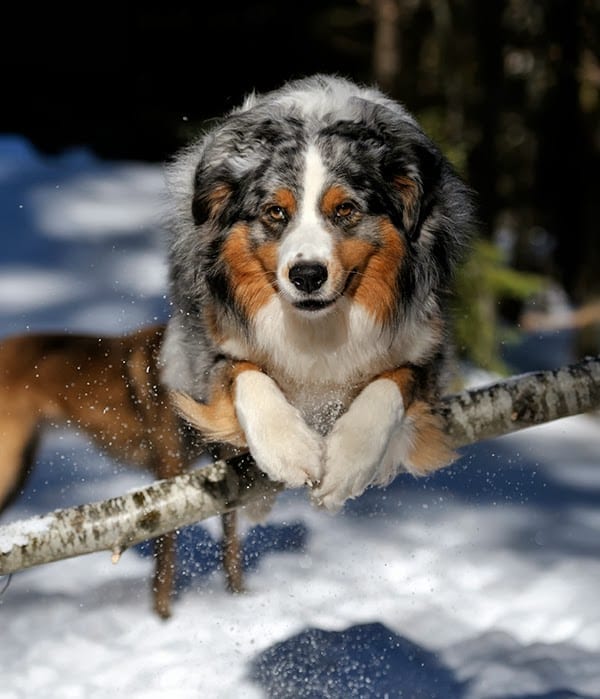 australian shepherd dog