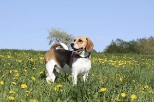 Beagles Sense of Smell Beagle