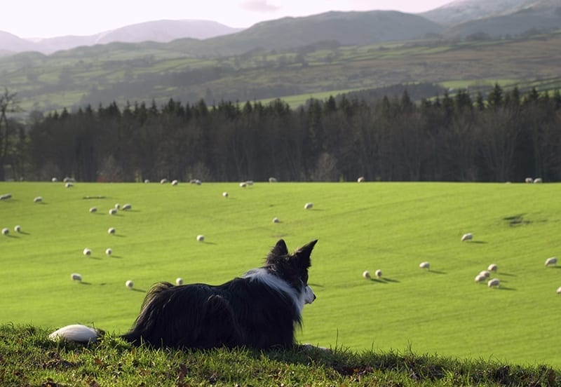 Border Collie