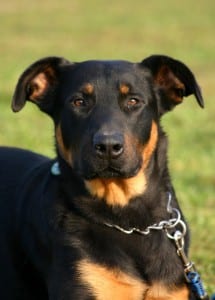 The Beauceron is black and brown with a short coat
