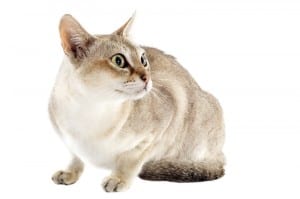 Singapura is the world's smallest cat breed.