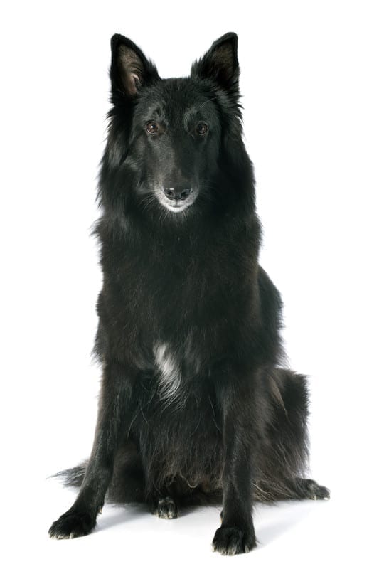 One of the Belgian Sheep herding dogs is the black, long haired Groenendael shepherd