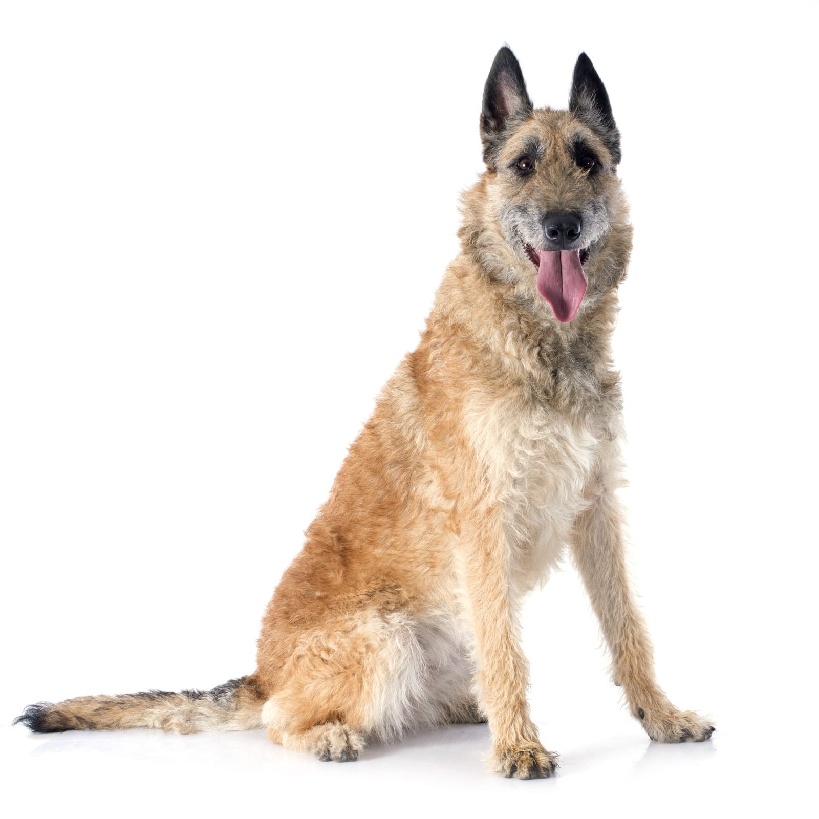 Laekenois shepherd dog from Belgium