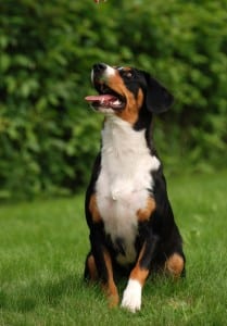 An Appenzeller Sennenhunde requires a large PlexiDor dog door