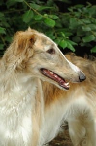 A Borzoi requires a large or extra large PlexiDor dog door