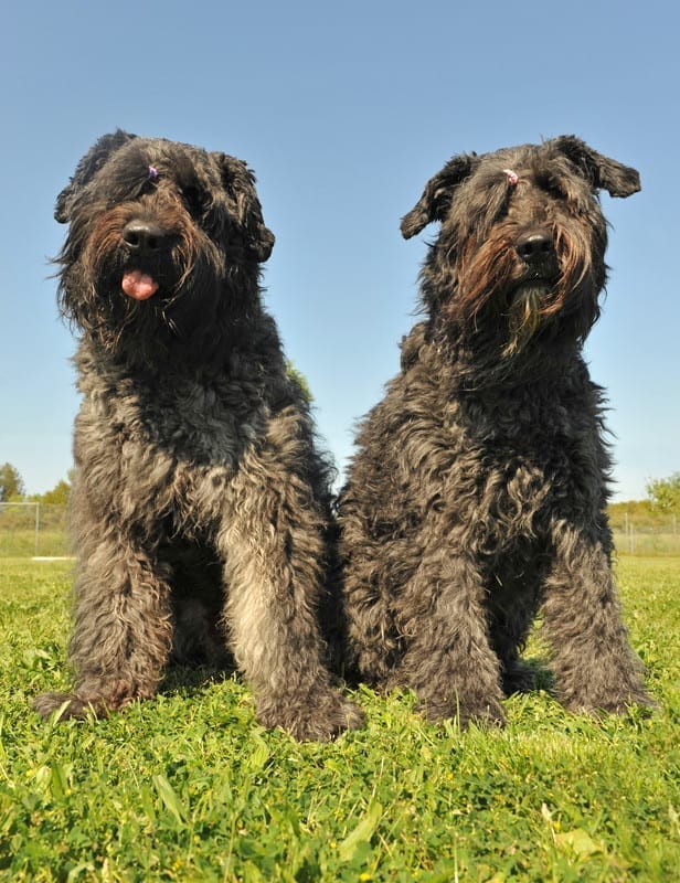 Bouvier des Flandres -