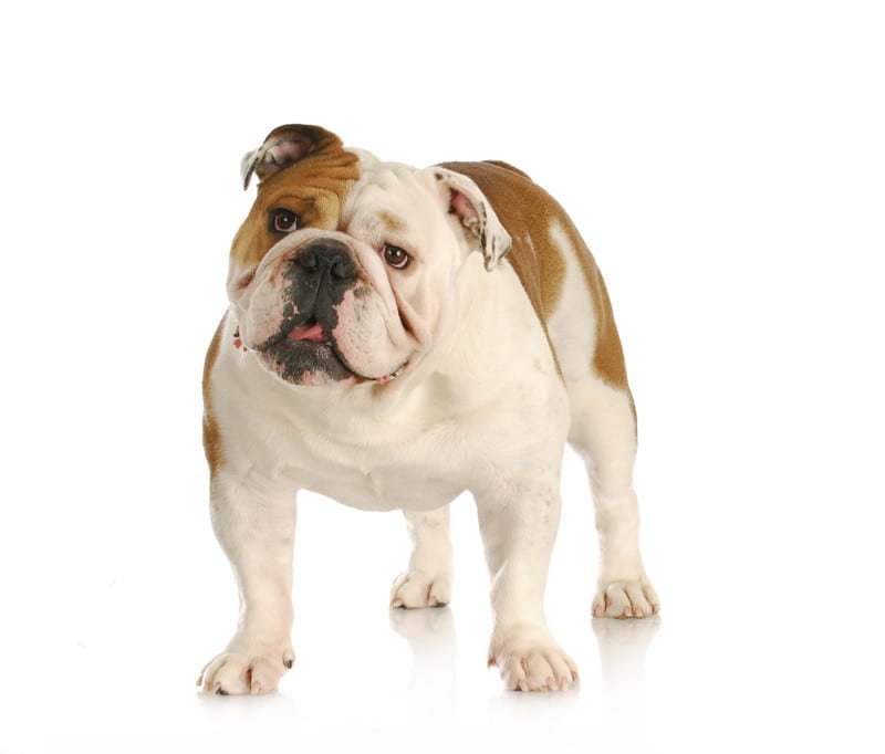 The tan and cream English Bulldog stands and looks with head cocked.